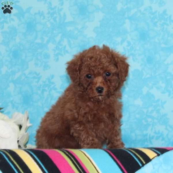 Caramel, Toy Poodle Puppy